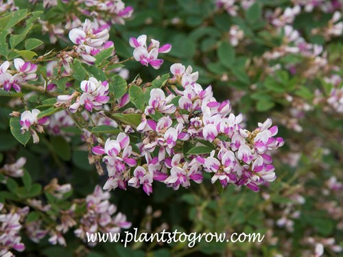 Edo Shibori Bush Clover (Lespedeza)
bicolored pea-like flowers (September 24)